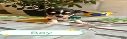 Chihuahua dogs for sale: Chihuahua puppies - Advert 2