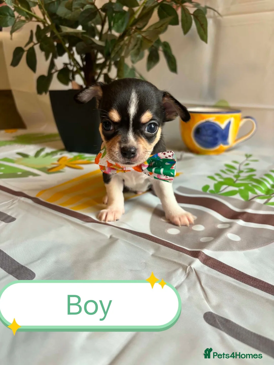 Chihuahua dogs for sale: Chihuahua puppies - Advert 2
