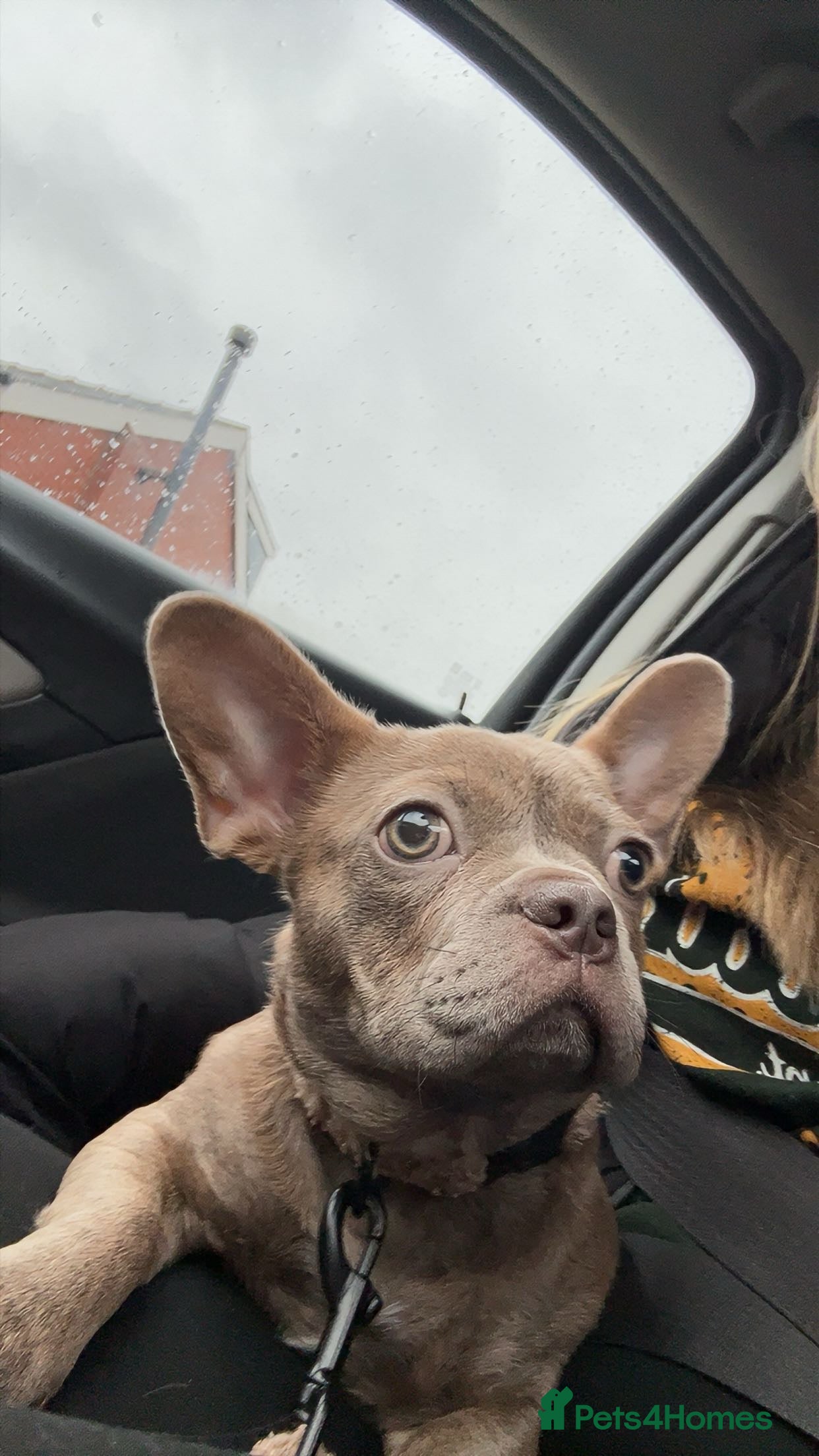 French Bulldog dogs 5 month old French Bulldog female (blue) in Blackpool - Advert 3
