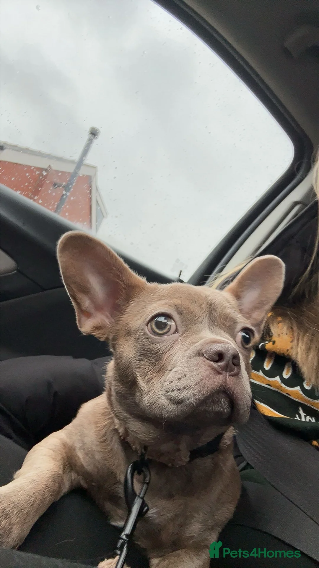 French Bulldog dogs for sale: 5 month old French Bulldog female (blue) - Advert 1