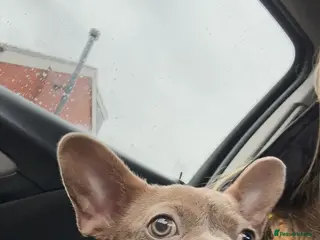 French Bulldog dogs 5 month old French Bulldog female (blue) in Blackpool - Advert 3