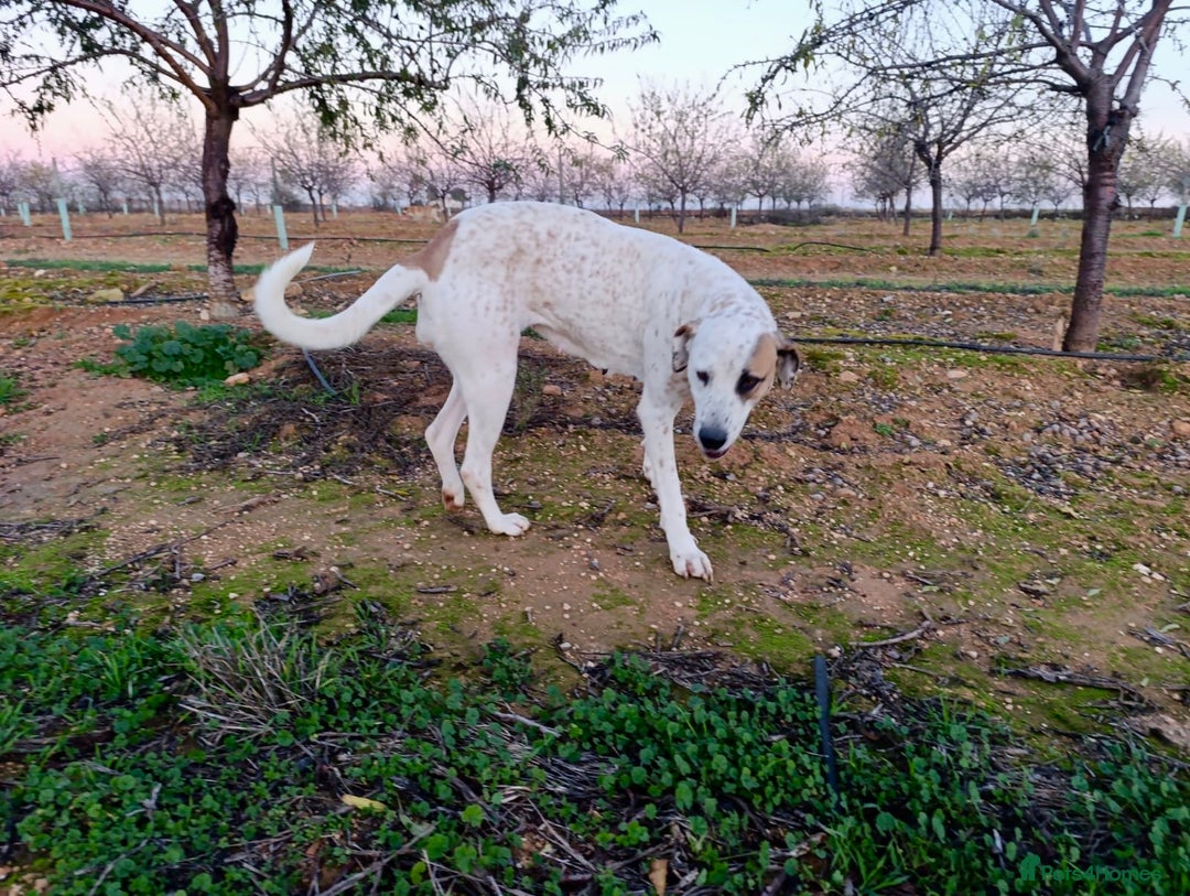 Mixed Breed dogs for adoption: ‼️🚨URGENT🚨‼️ Bimba🩷🐾 - Advert 4