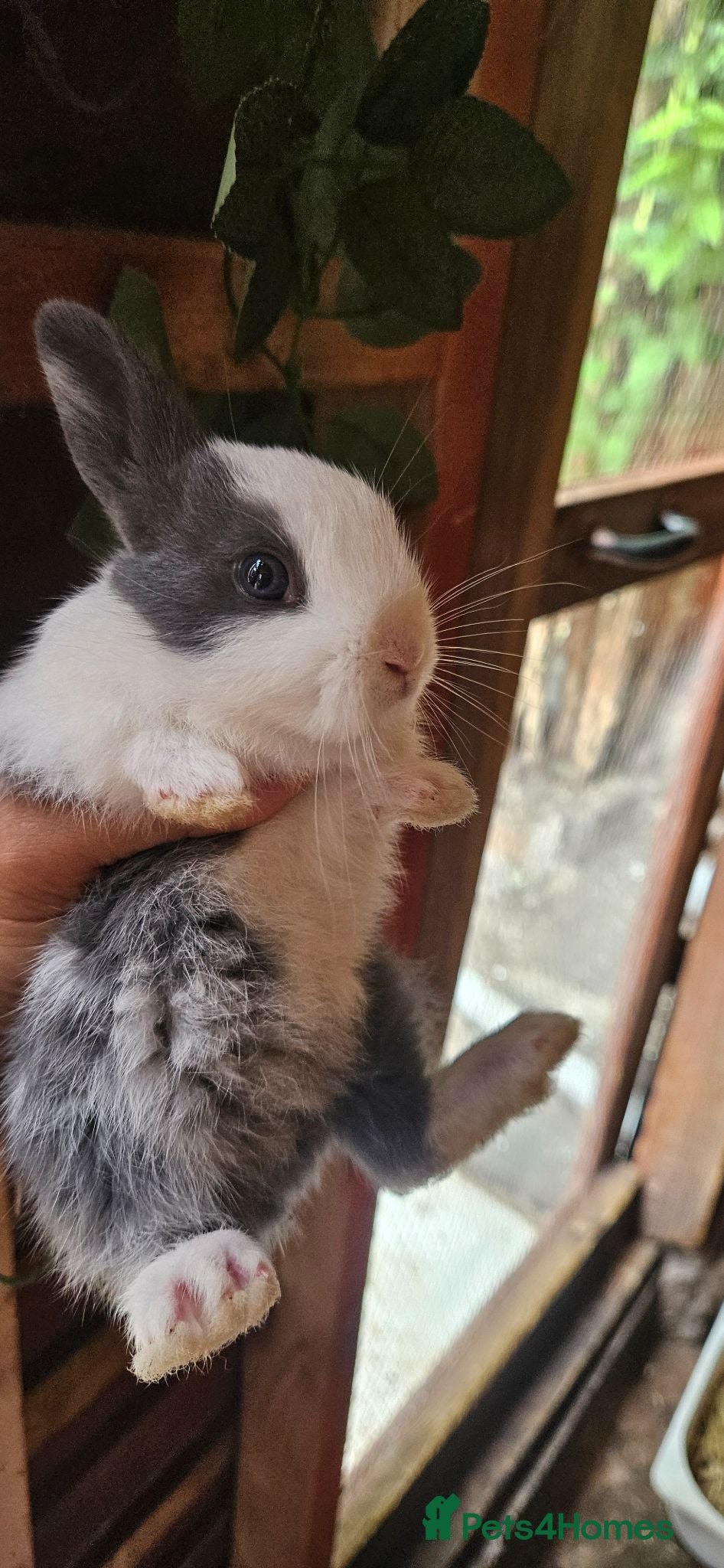 Dutch rabbits They are so cute 😍 and soft  - Advert 19