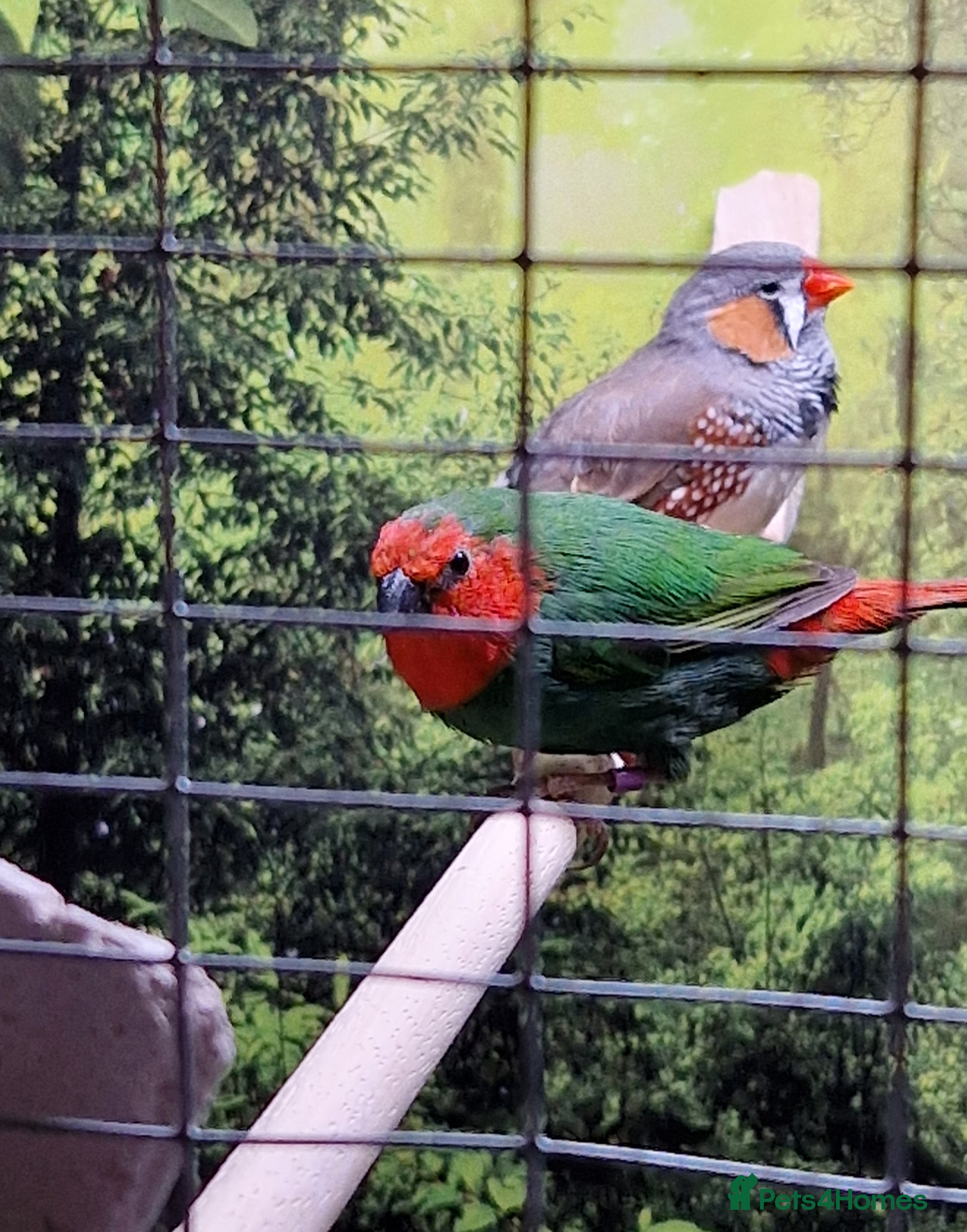 Finches birds Parrot Finch for sale - Advert 11