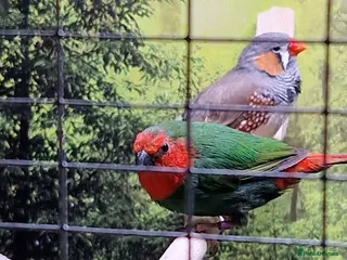 Finches birds Parrot Finch for sale - Advert 11