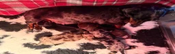 Miniature Dachshund dogs for stud: Chocolate and Tan Miniature Dachshund- Stud - Advert 8