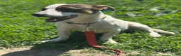 Mixed Breed dogs for adoption: 💙🐶 JAZZ – HE WANTS EVERYONE TO JOIN THE FUN - Advert 19