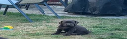 Labrador Retriever dogs for sale: Royal Kennel club registered puppies - Advert 17