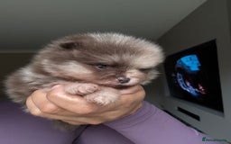 Pomeranian dogs for sale: Lilac and tan, chocolate and tan Pomeranians💜🤎 - Image 2