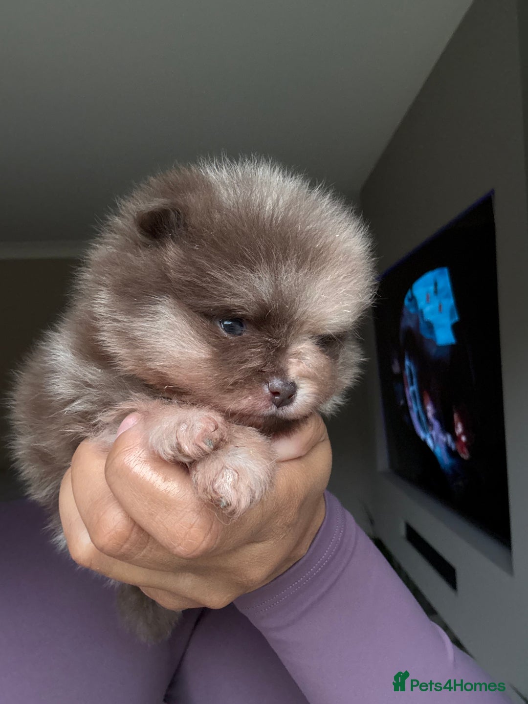 Pomeranian dogs for sale: Lilac and tan, chocolate and tan Pomeranians💜🤎 - Image 2