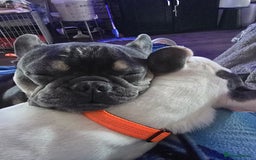 French Bulldog dogs for sale: 4yr old neutered pedigree male french bulldog - Advert 9
