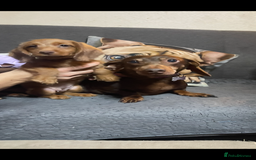 Miniature Dachshund dogs for sale: Long hair miniature female  - Image 3
