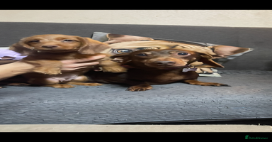 Miniature Dachshund dogs - Advert 9
