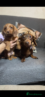 Miniature Dachshund dogs - Advert 9