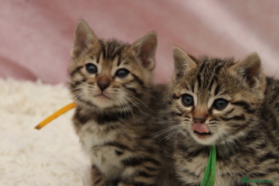 Bengal cats for sale: 🔥Stunning Bengals for reservation only 2 left🔥 - Advert 9