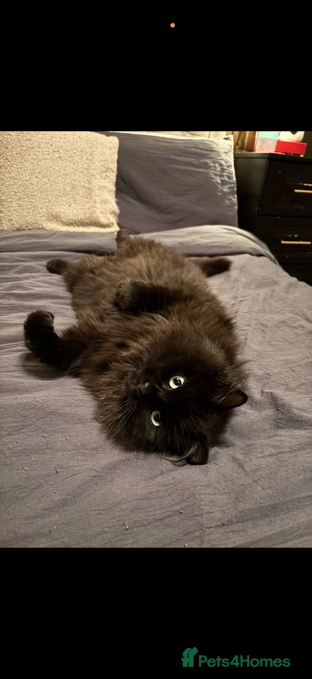 Ragdoll cats for sale: Beautiful smoke ragdoll  in Nottingham - Advert 2