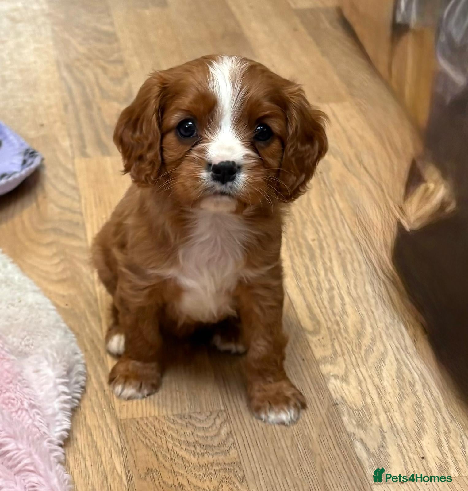 Cavalier King Charles Spaniel dogs for sale: Beautiful cavalier puppies  - Advert 9