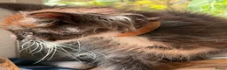 Maine Coon cats for sale: Stunning Gccf reg maine coon kittens  - Advert 12
