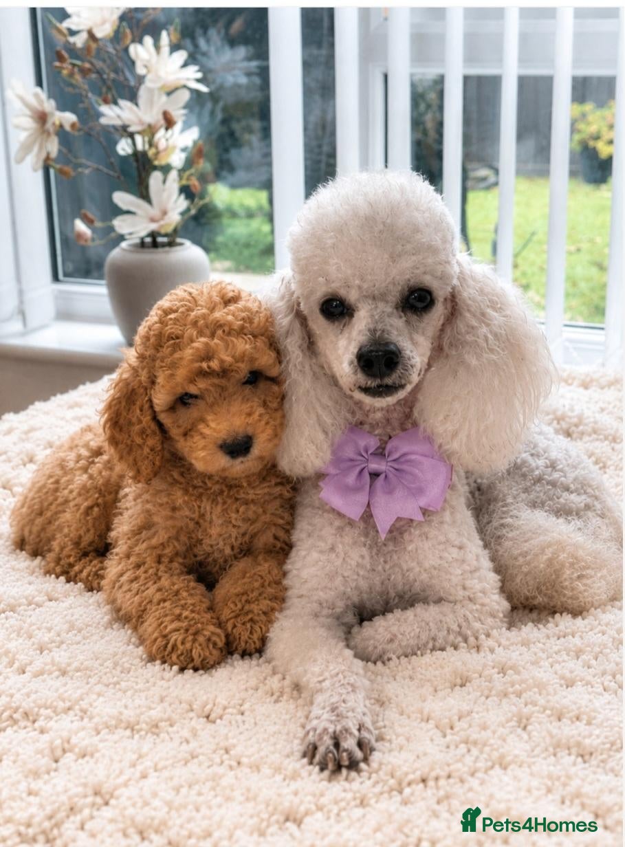 Toy Poodle dogs Toy poodle  - Advert 1