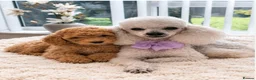 Toy Poodle dogs for sale: Toy poodle  - Advert 1