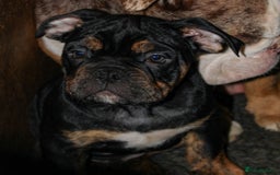 Olde English Bulldogge dogs for sale: Olde English Bulldog puppies (Reduced) - Image 11