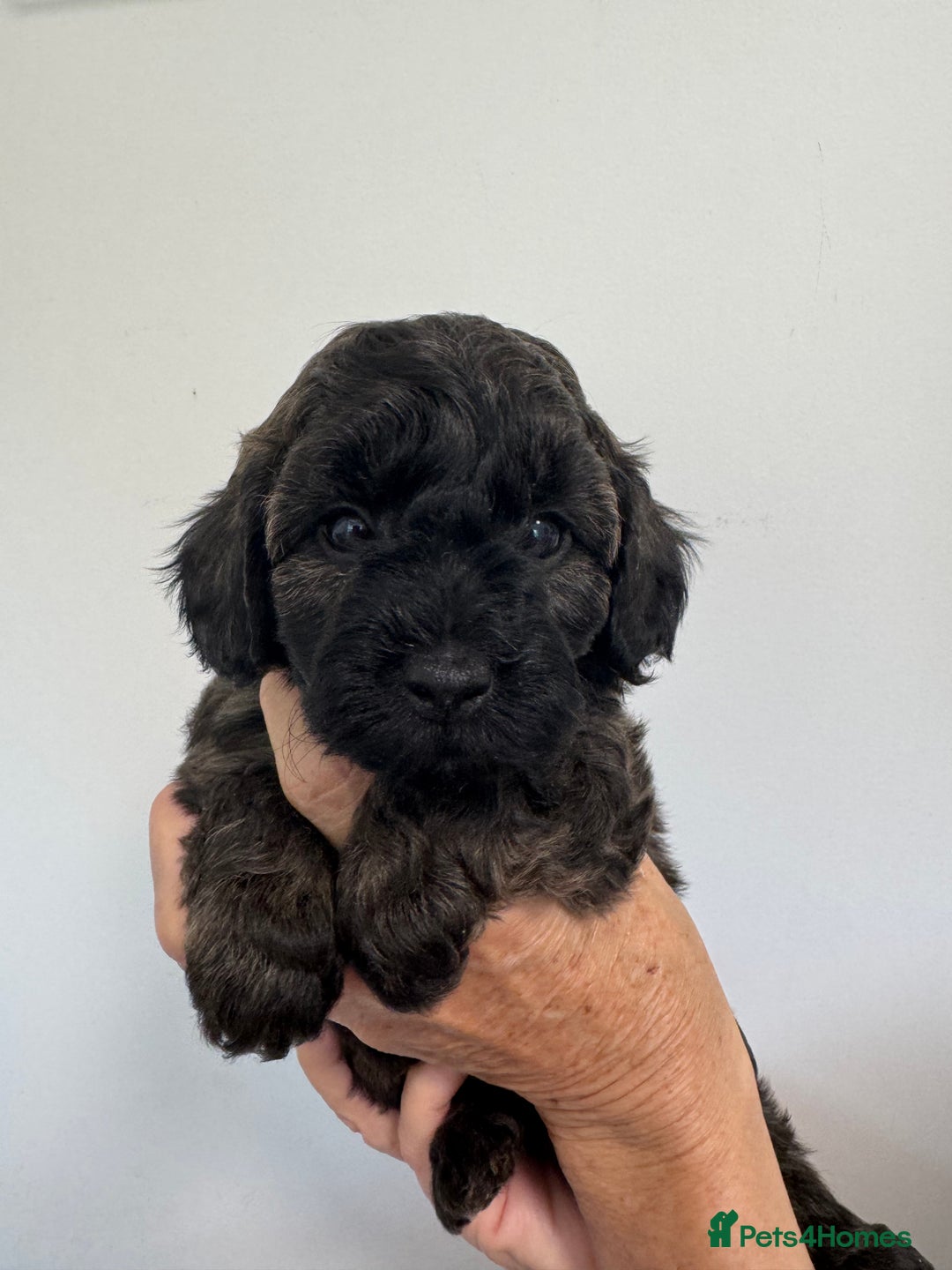 Cavapoo dogs for sale: Beautiful Toy F1b Cavapoo puppies  in Liskeard - Image 7