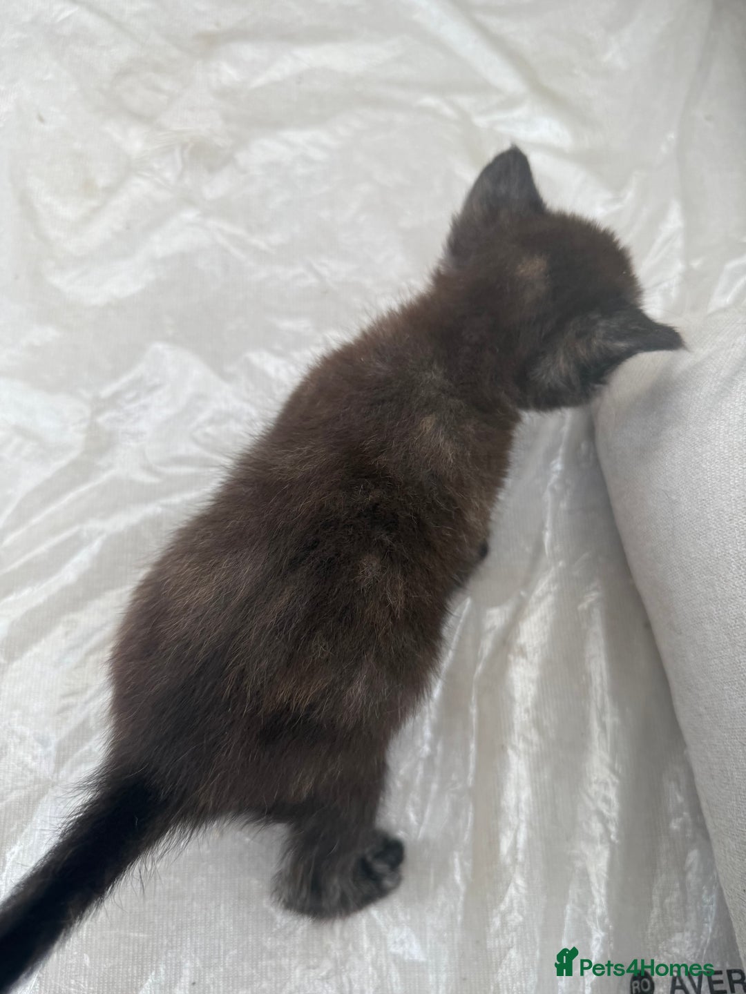 Devon Rex cats for sale: Adorable first generation permitted outcross - Image 7