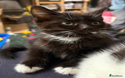 Mixed Breed cats for sale: Kittens  - Image 4