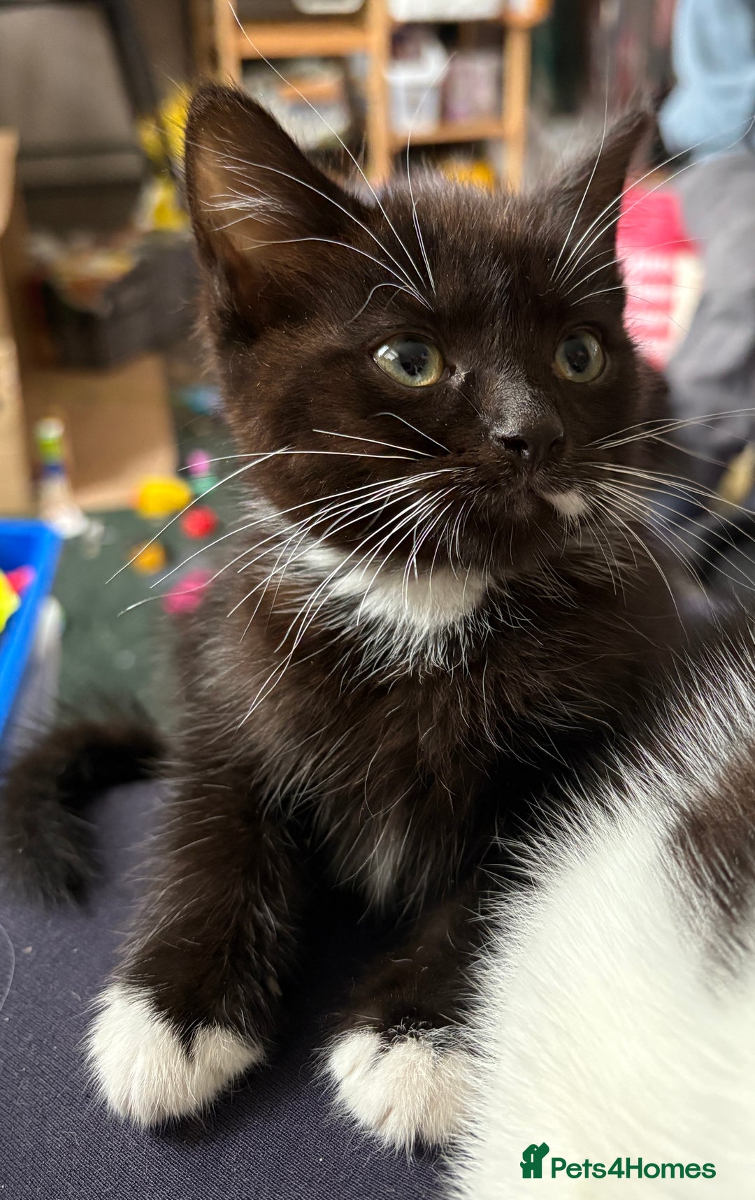 Mixed Breed cats for sale: Kittens  - Image 4