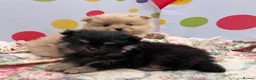 Pomeranian dogs for sale: Beautiful Pomeranian puppies 🐶  - Advert 10