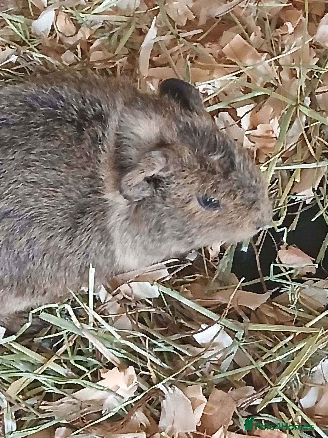Guinea Pig rodents for sale: Female Guinea Pig babies for sale ££80 - Image 1
