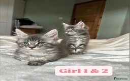 Maine Coon cats for sale: Maine Coon Kittens for Sale TICA  3 Boys & 2 Girls - Image 9