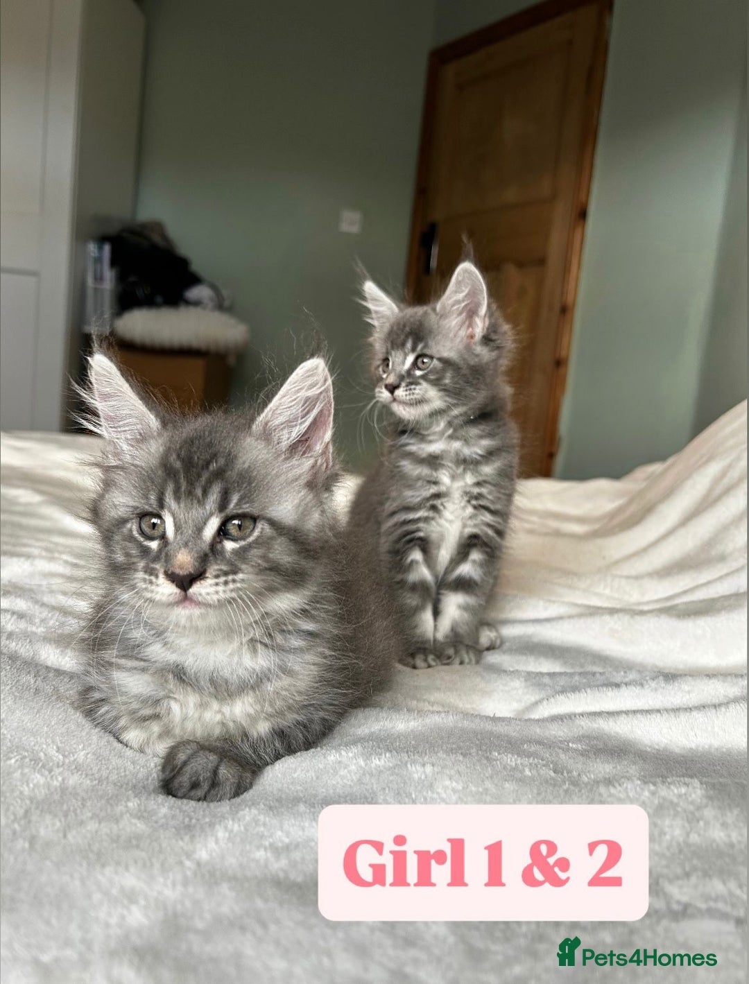 Maine Coon cats for sale: Maine Coon Kittens for Sale TICA  3 Boys & 2 Girls - Image 9