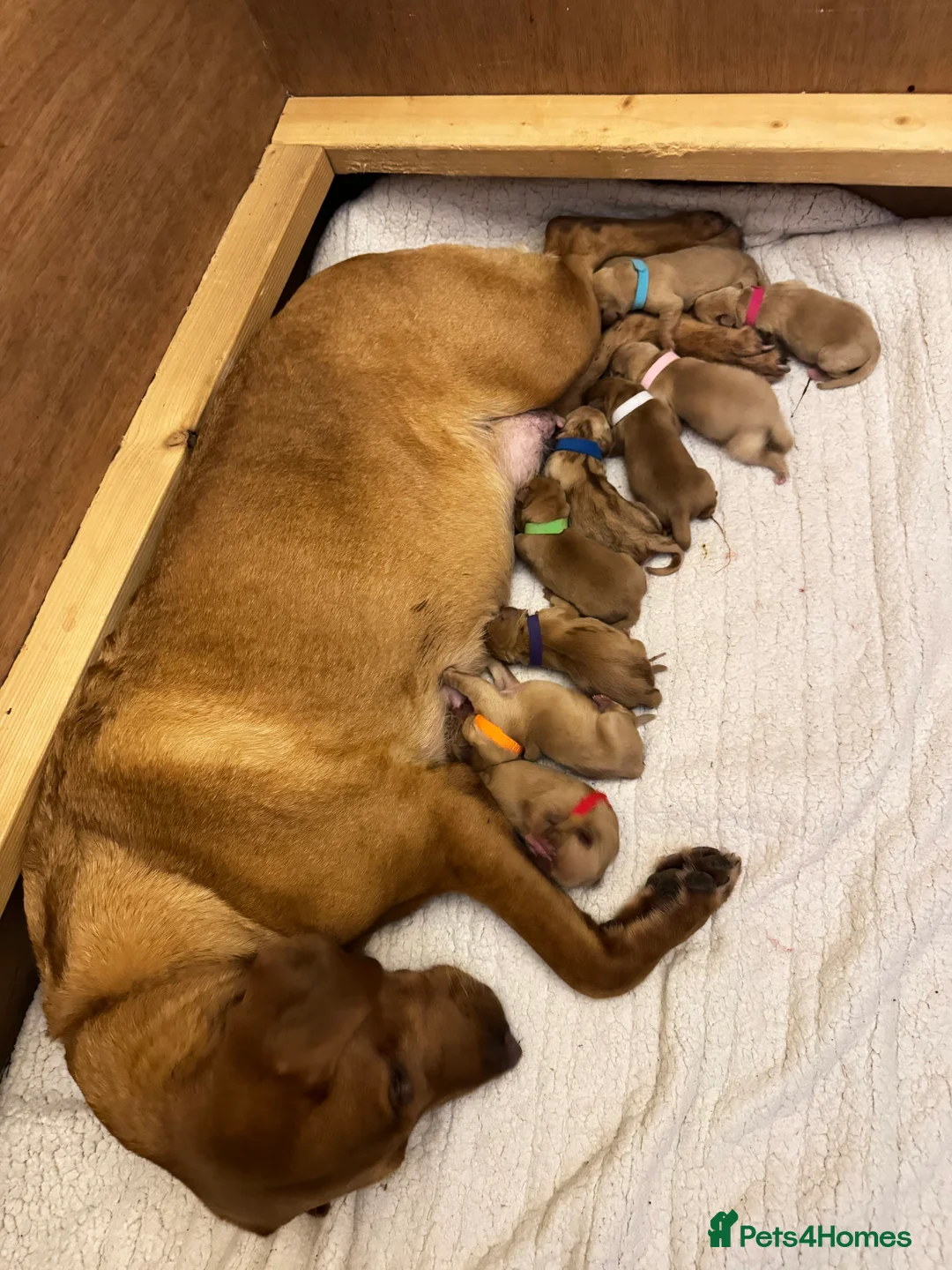 Labrador Retriever dogs for sale: CLOSED - Fox Red Labrador puppies.  - Advert 34