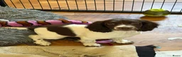 English Springer Spaniel dogs for sale: KC Registered Working Springer Spaniel Puppies - Advert 4