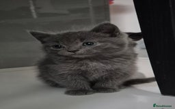 Persian cats for sale: ⭐️Beautiful Persian X Kittens⭐️ - Image 5