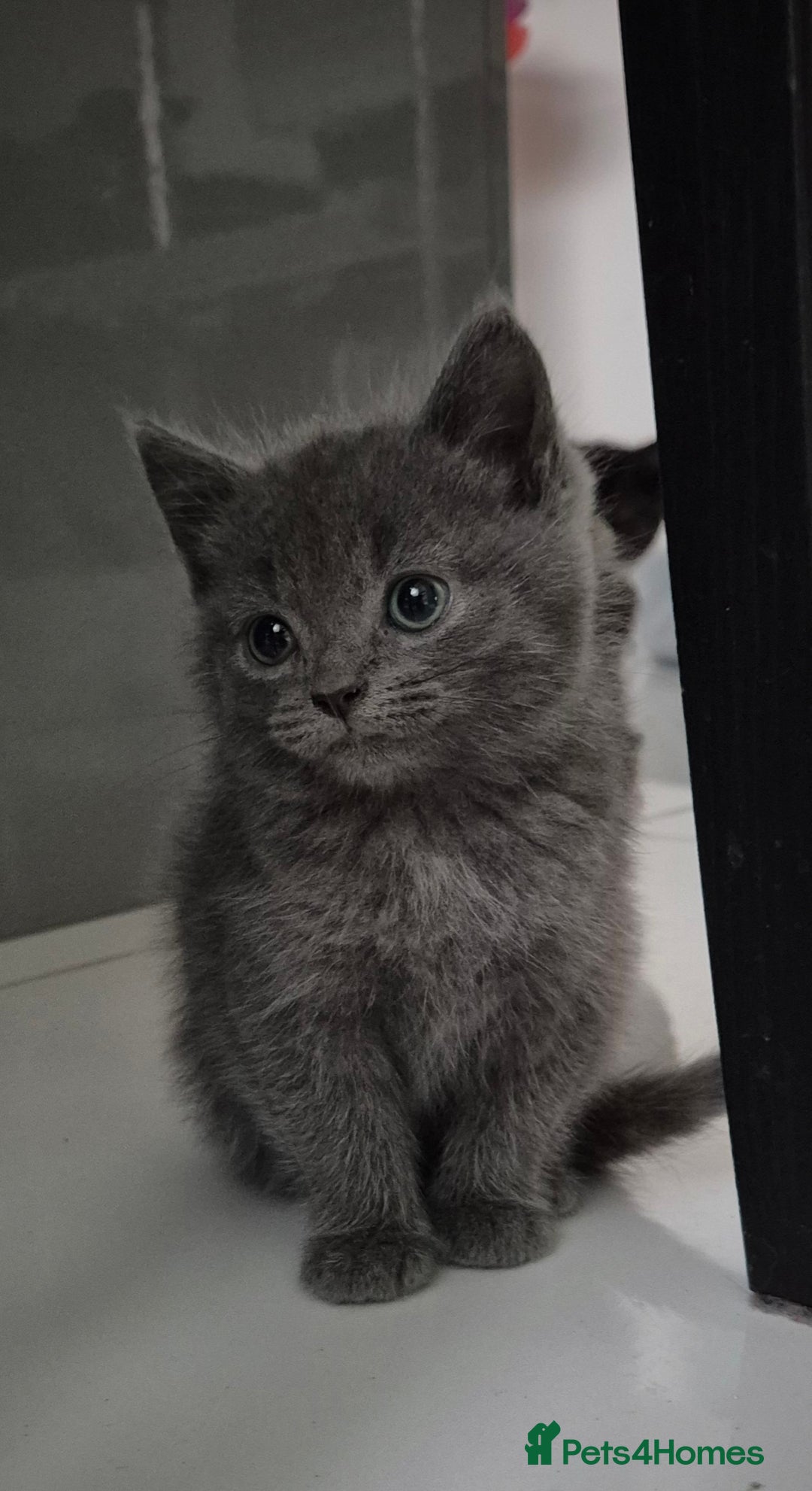 Persian cats for sale: ⭐️Beautiful Persian X Kittens⭐️ - Image 5