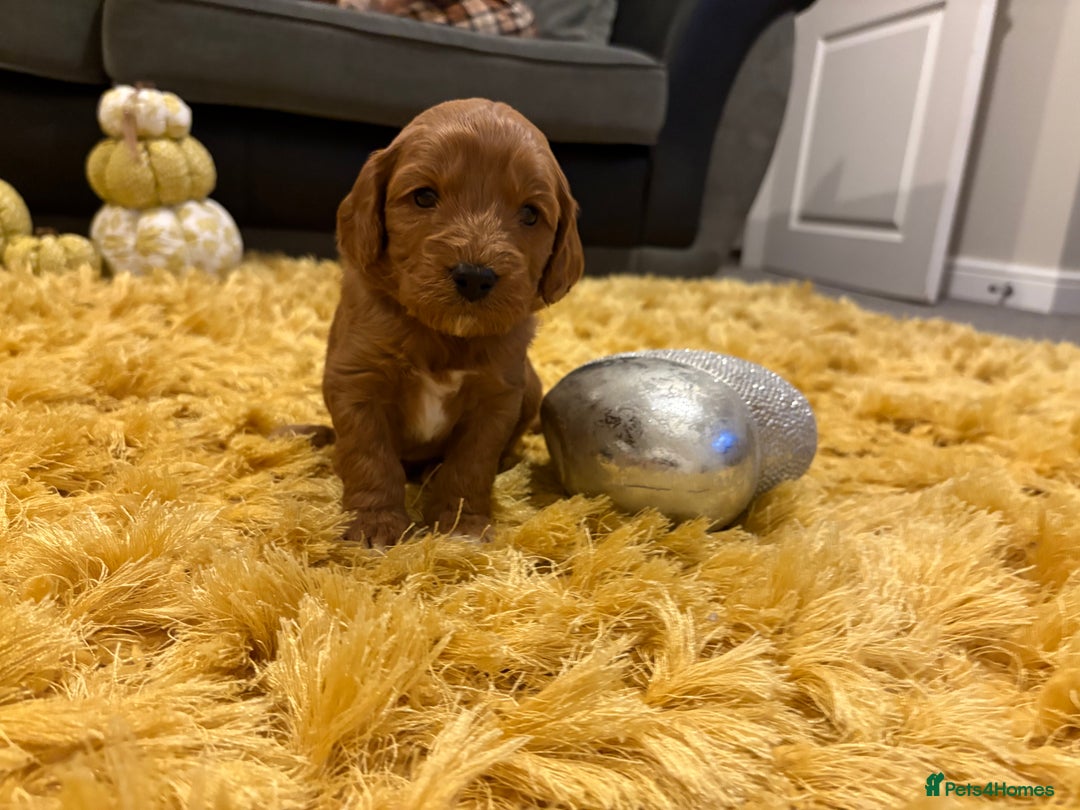 Cavapoo dogs for sale: Adorable Toy Cavapoo puppies ready on 3rd November - Image 19