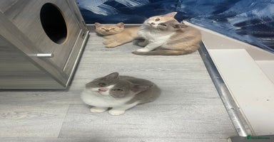 British Shorthair cats - Advert 2