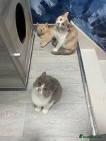 British Shorthair cats - Advert 2