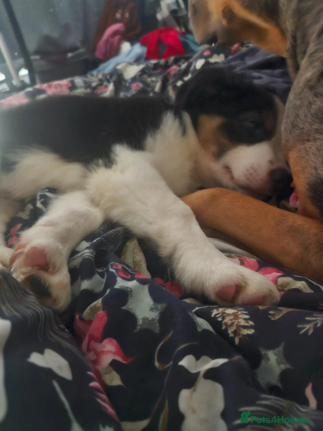 Border Collie dogs for sale: Border collie 12 weeks - Advert 4