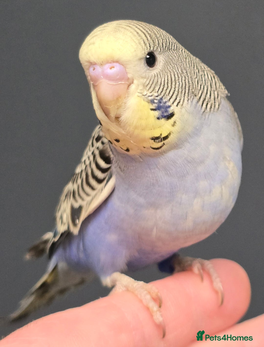 Budgerigars birds for sale: Beautiful Baby Budgies Ready now!!! - Image 5