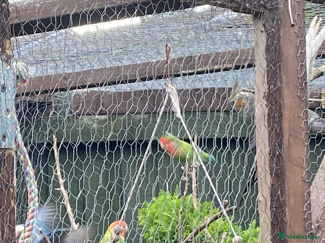 Lovebirds birds for sale: Lovebirds for sale! 🦜 - Advert 15