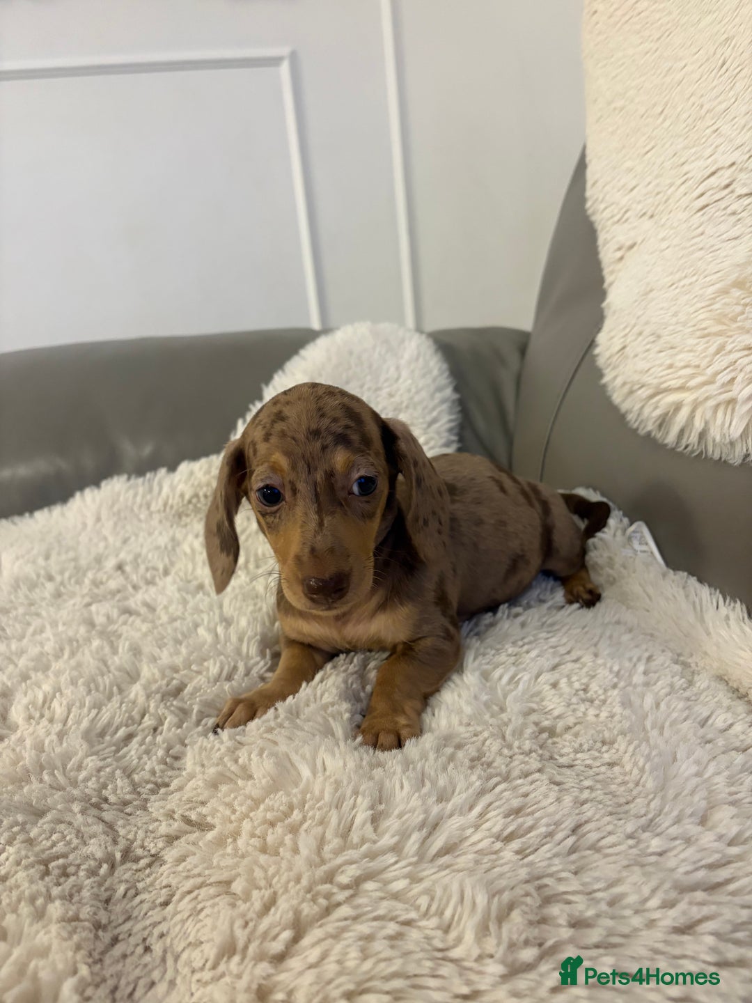 Miniature Dachshund dogs for sale: Miniature dachshund puppies  - Image 11