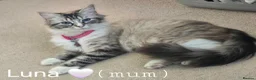 Ragdoll cats for sale: Beautiful Ragdoll kittens in Knottingley - Advert 19