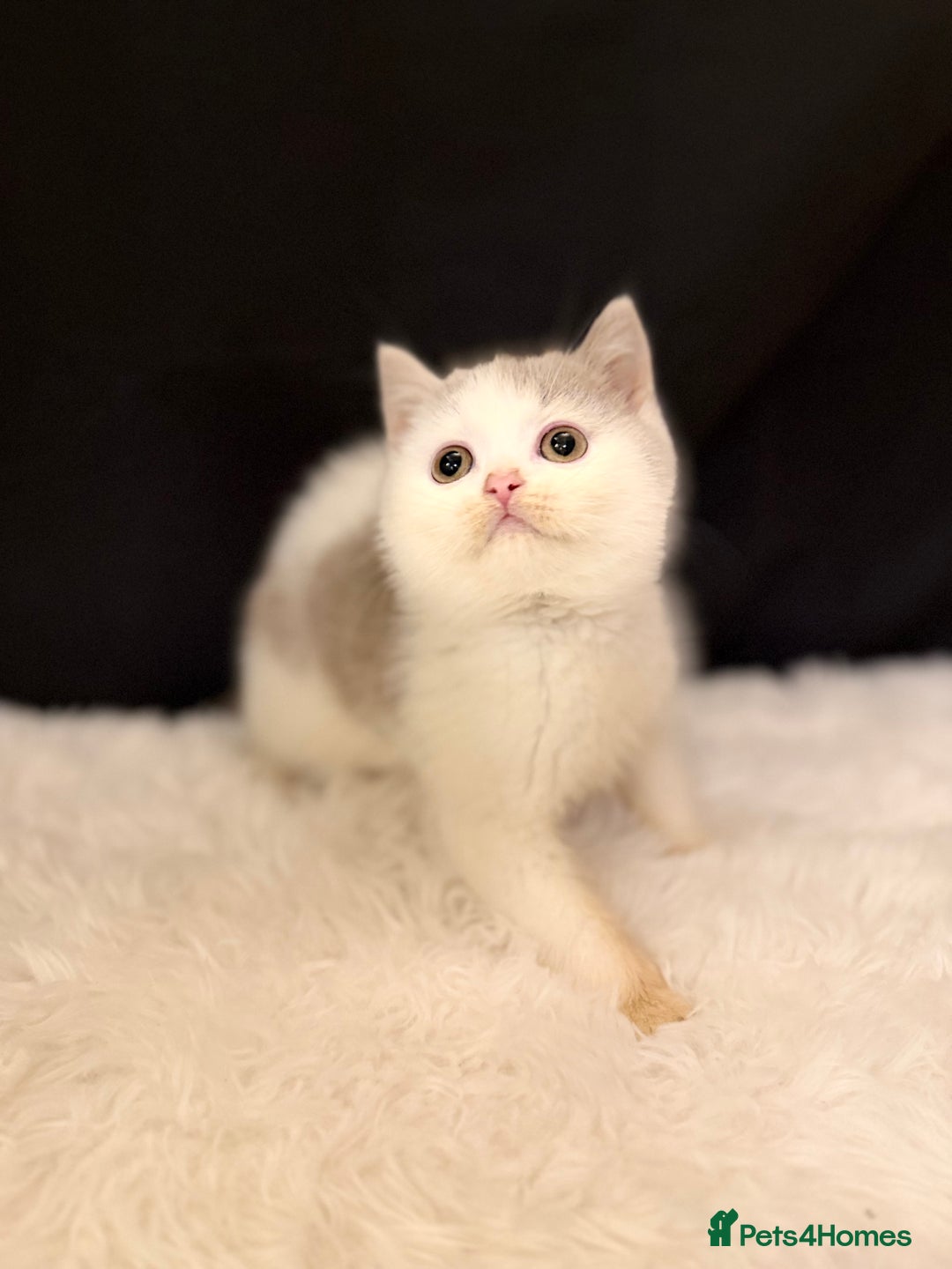 British Shorthair cats for sale: Full Pedigree Registered BSH - Advert 18