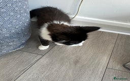 Mixed Breed cats for sale: Cat for sale  - Image 4