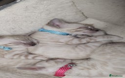 Bengal cats for sale: Snow Bengal kitten - Image 5