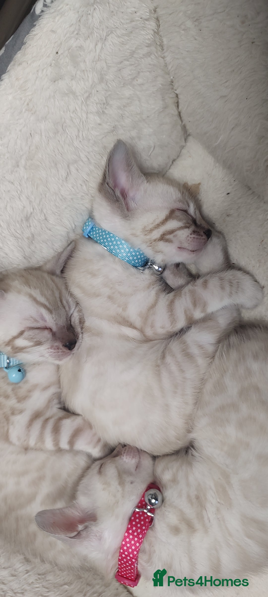 Bengal cats for sale: Snow Bengal kitten - Image 5