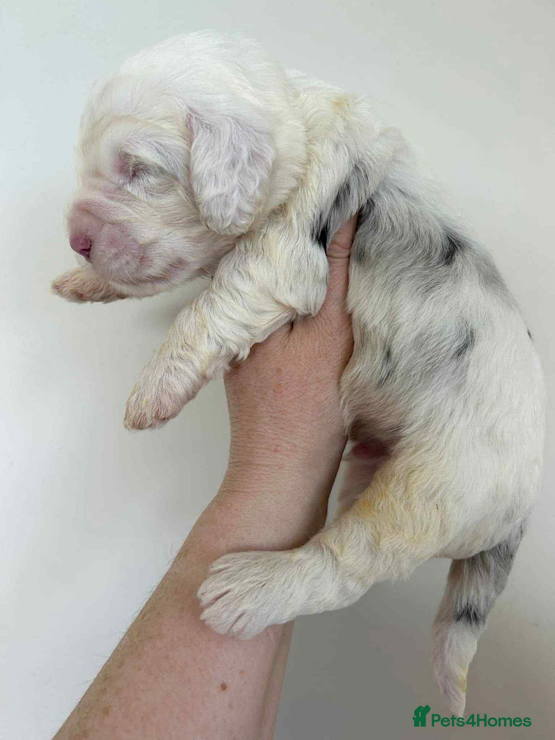 Sheepadoodle dogs for sale: unique sheepadoodles due - Image 11